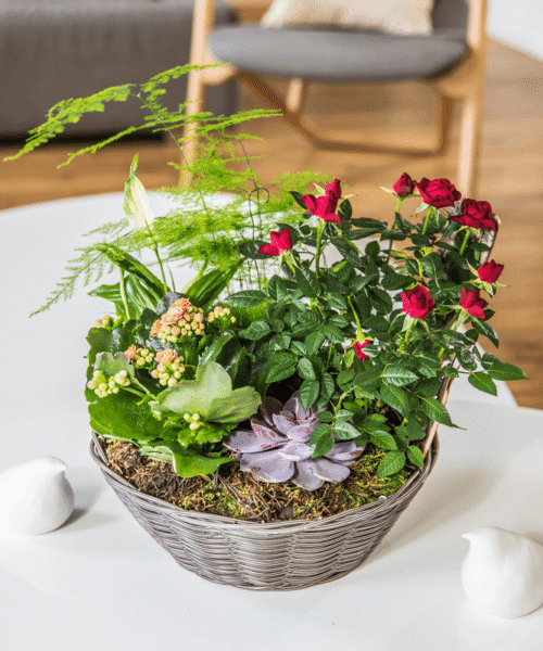 Coupe de Plantes Interflora - Livraison Cadeau Anniversaire en 4H