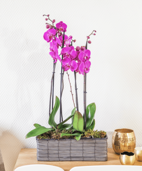 Parma - Interflora - Orchidée - Livraison en moins de 4h