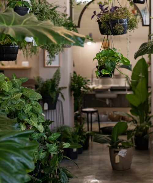 La plante verte du fleuriste - Interflora