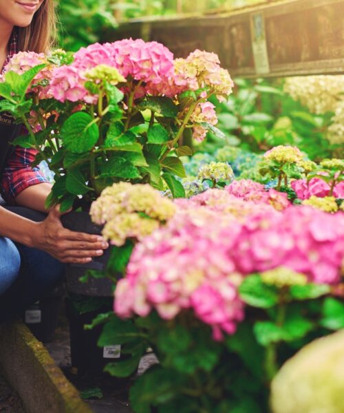 Plante fleurie fleuriste