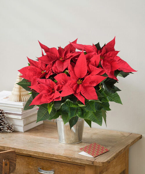 Poinsettia avec son cache-pot