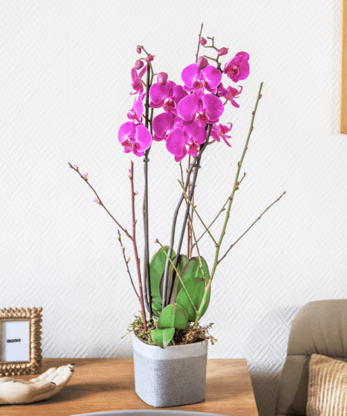 Orchidée phalaenopsis fuchsia à deux branches - Livraison en 4H - Interflora