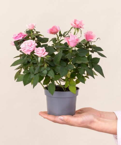 Rosier  - Livraison de fleurs - Interflora