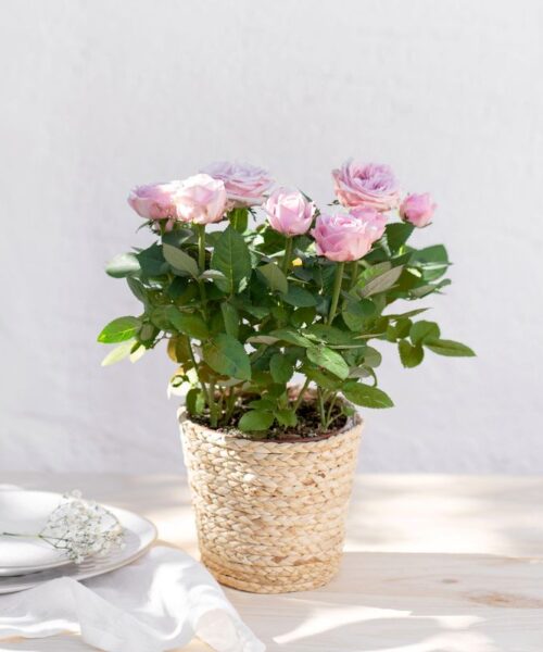 Rosier avec cache pot en livraison à domicile - Interflora