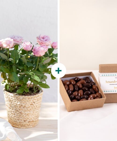 Rosier et chocolats en livraison à domicile - Interflora