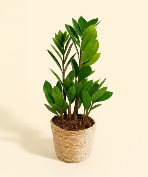 Zamioculcas