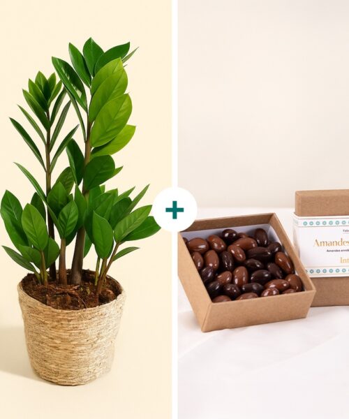 Zamioculcas et chocolats en livraison à domicile - Interflora