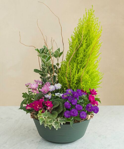 Coupe de plantes fleuries avec conifère
