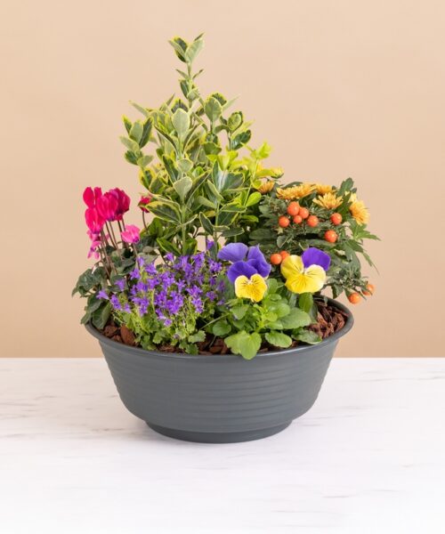 Eclat de tendresse - Livraison de fleurs - Interflora